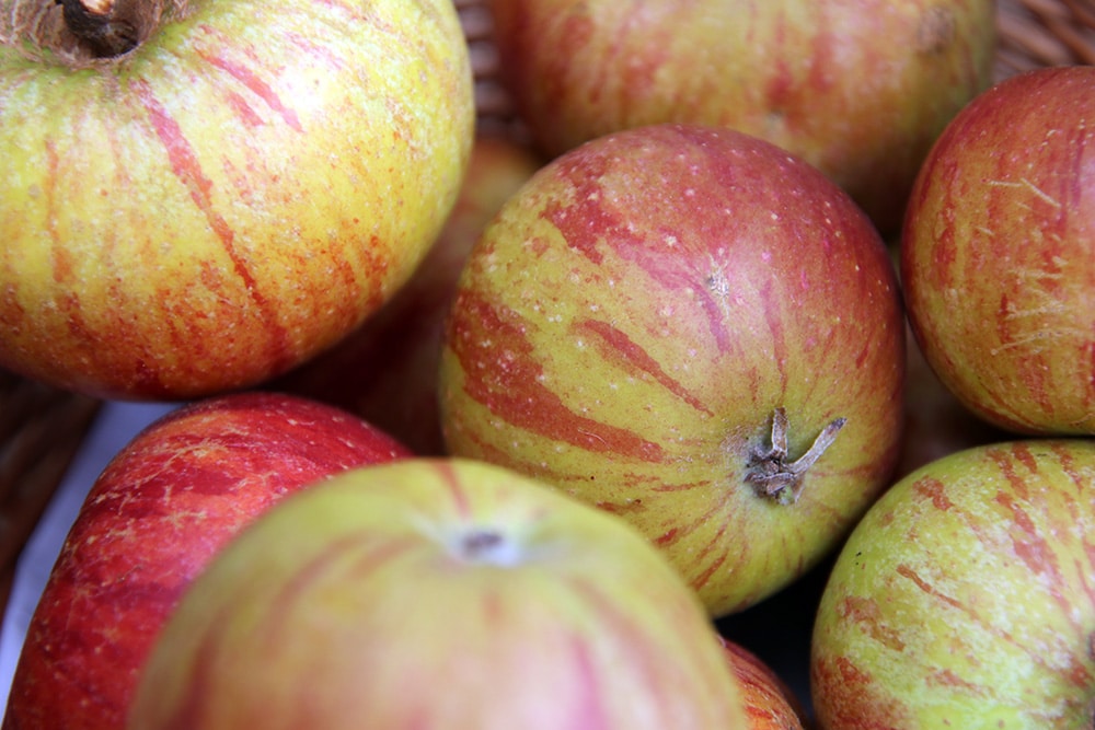 Apfel &amp;#39;Cox Orange&amp;#39; | Ernte, Geschmack &amp; Befruchter - Selbstversorger.de