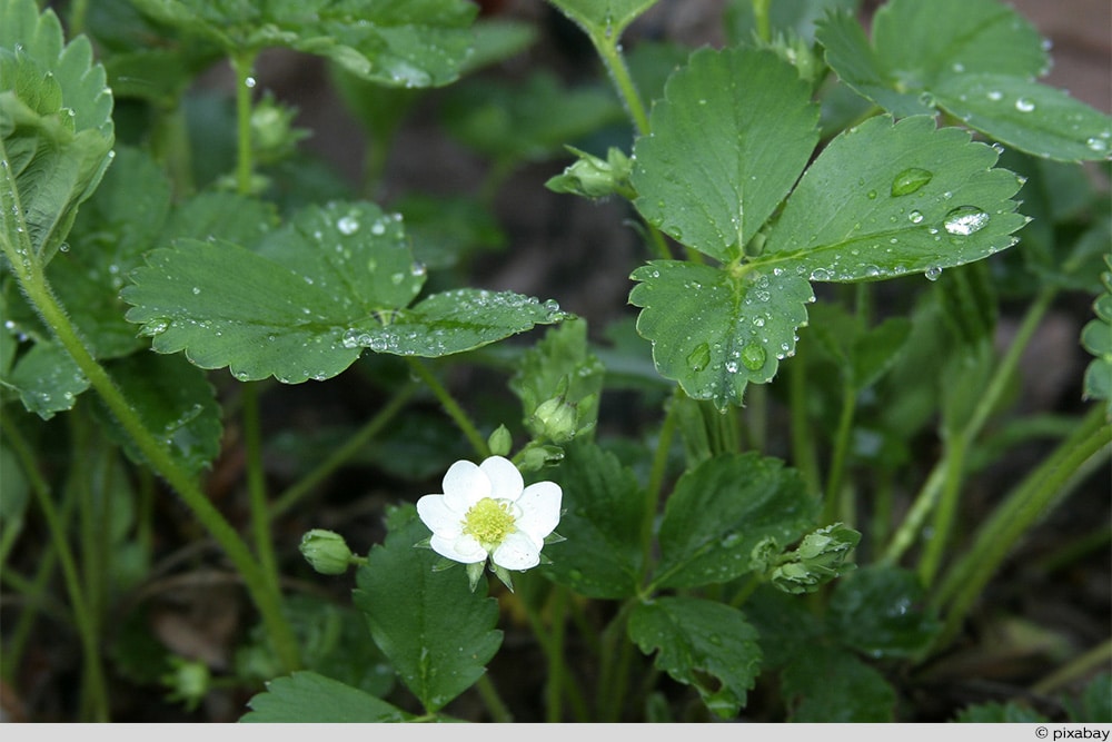 Erdbeeren nass