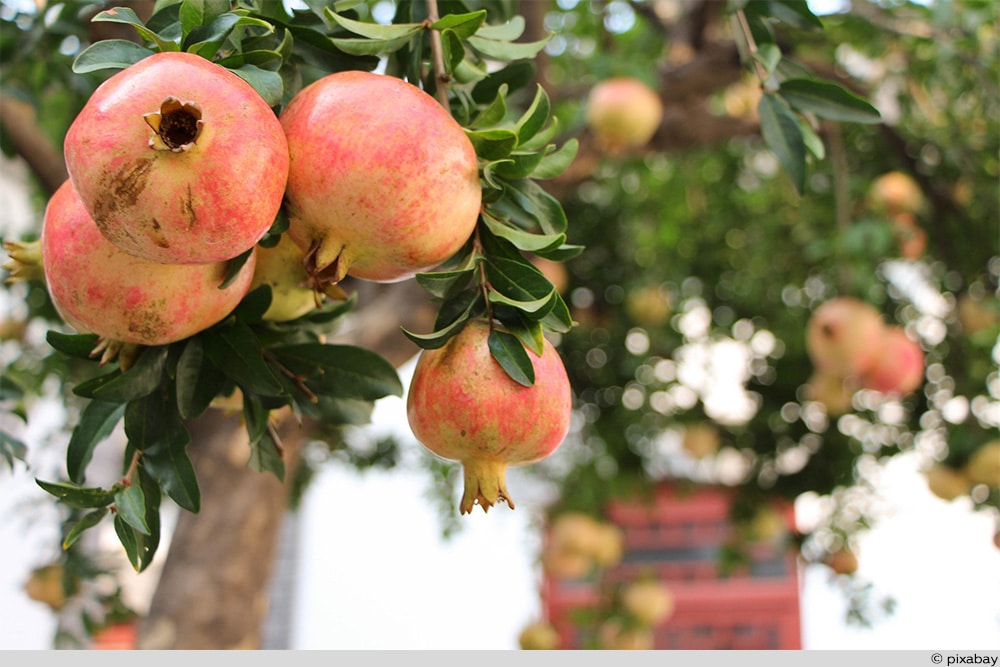 Granatapfel Baum