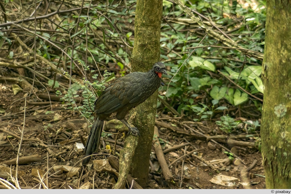 Guan Hühnervogel