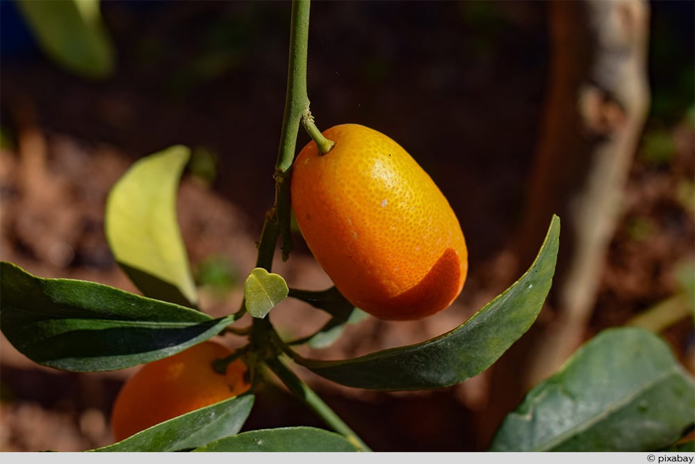 Kumquat