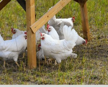 Leghorn Clique