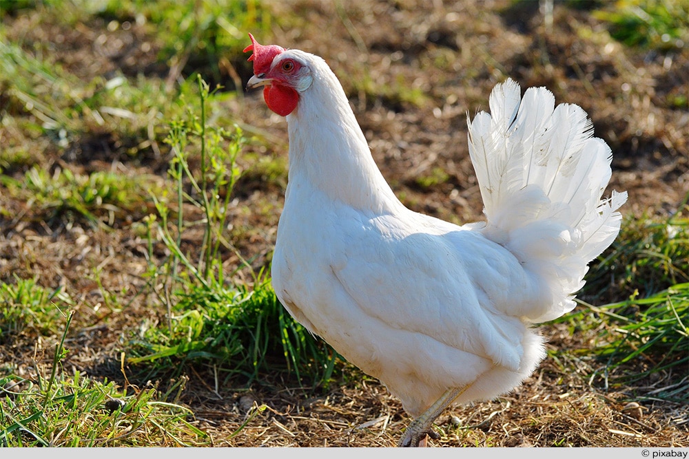 Leghorn Portrait