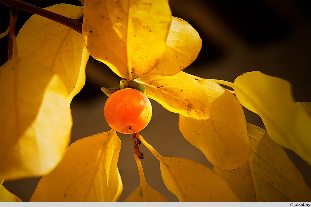 Lotuspflaume Frucht