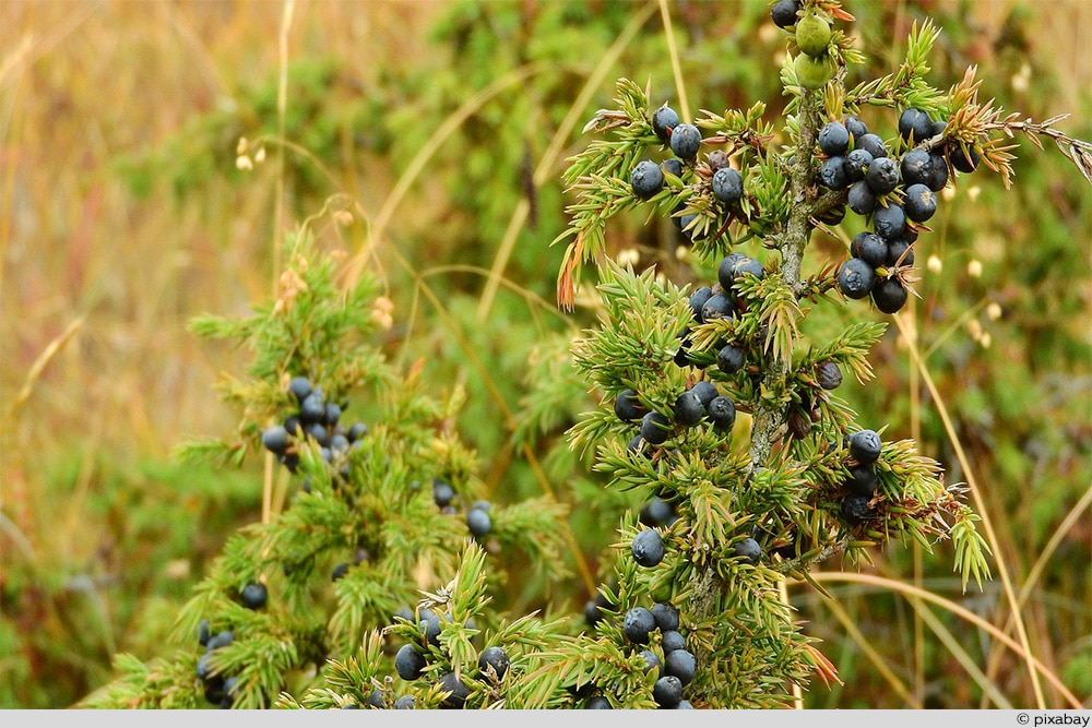 Wacholder Beeren