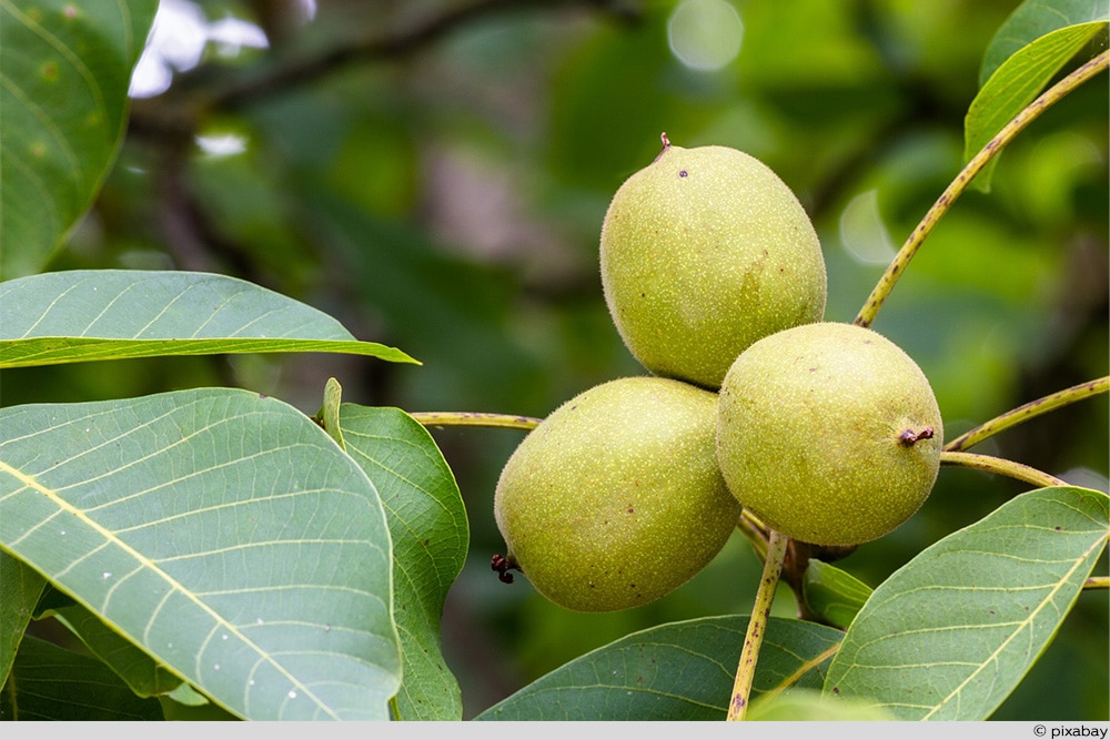 Walnuss Frucht