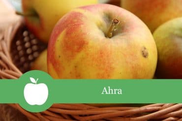 Ahra - Apfelsorte