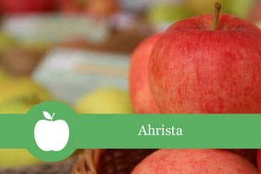 Ahrista - Apfelsorte