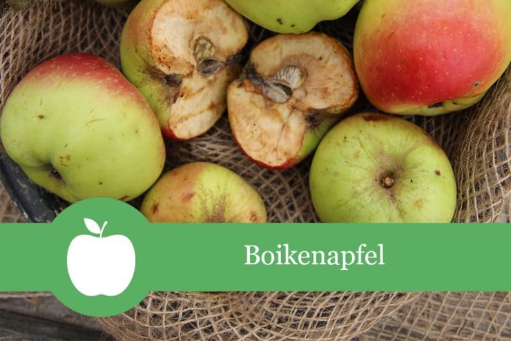 Boikenapfel