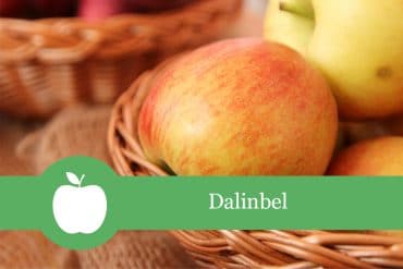 Dalinbel