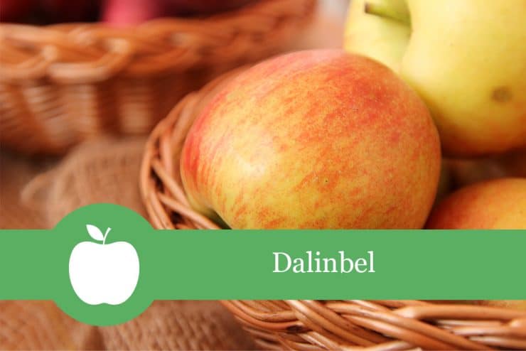 Dalinbel