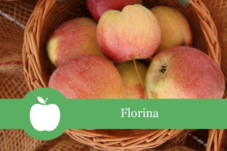 Florina - Apfelsorte