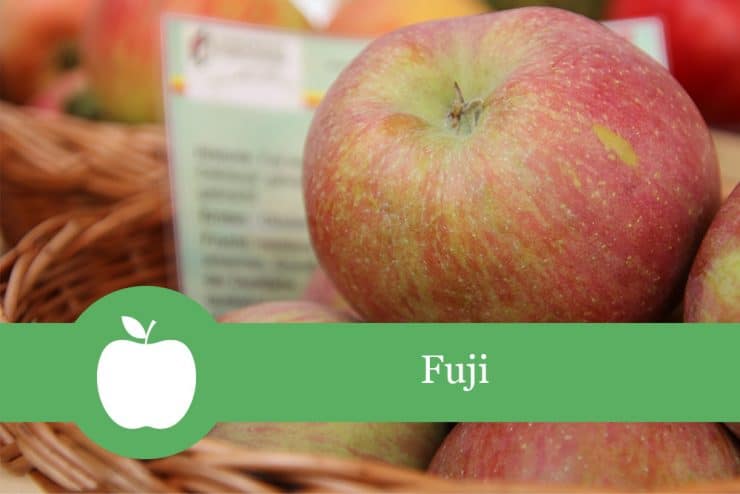 Fuji - Apfelsorte