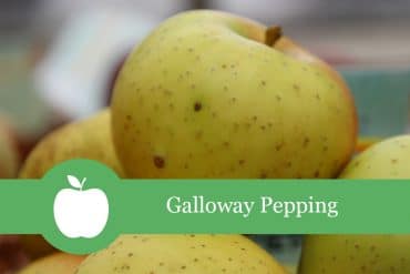 Galloway Pepping