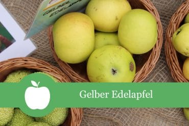 Gelber Edelapfel