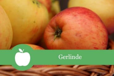 Gerlinde