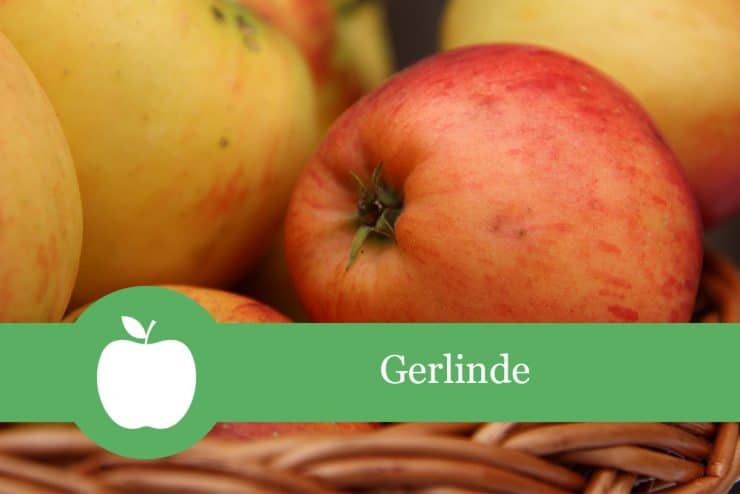 Gerlinde