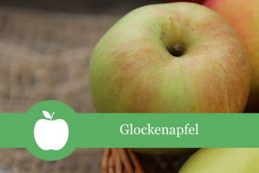 Glockenapfel