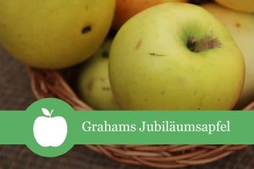 Grahams Jubiläumsapfel