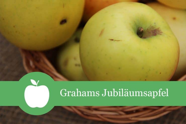 Grahams Jubiläumsapfel