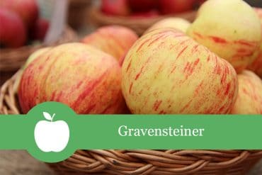 Gravensteiner