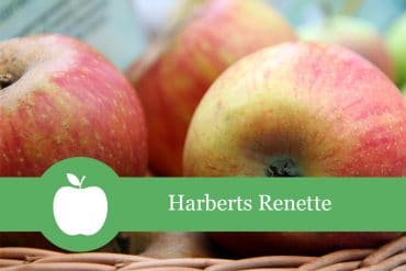 Harberts Renette