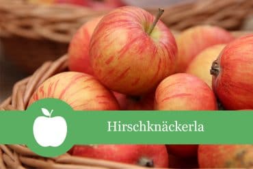 Hirschknäckerla