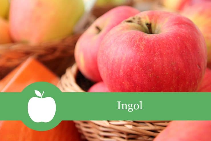 Ingol