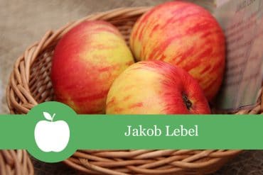 Jakob Lebel