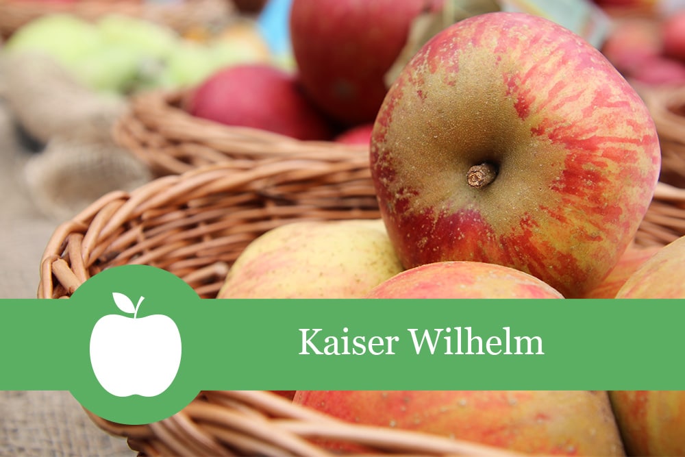 Apfel 'Kaiser Wilhelm' Geschmack, Befruchter & Beschreibung