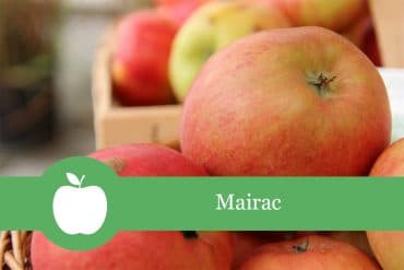 Mairac