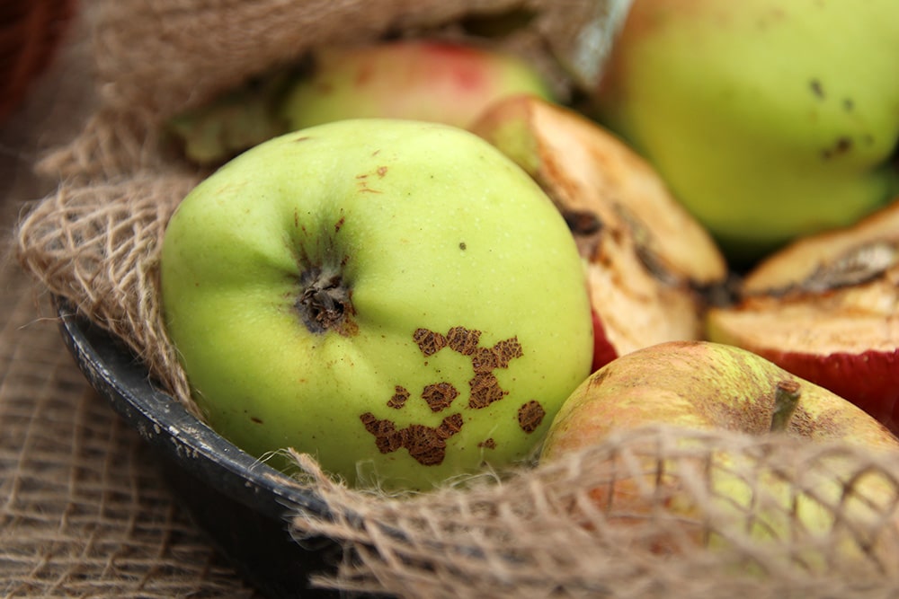 Boikenapfel