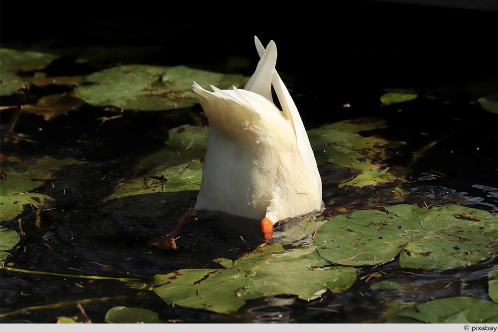 Ente gründeln