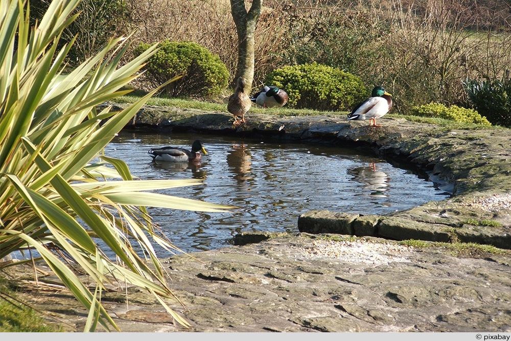 Ententeich anlegen Grundlagen von AZ Teich für Enten