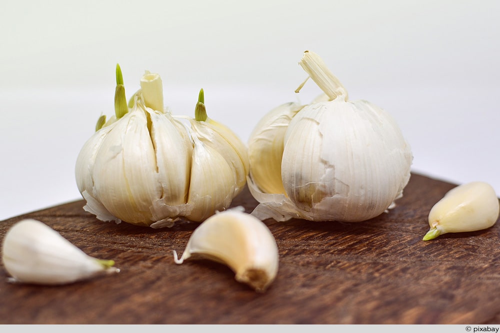 Knoblauch vermehren