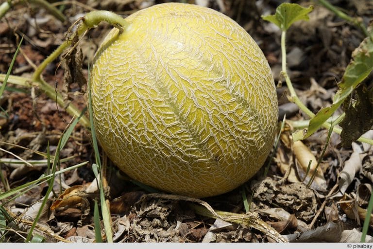 Melonen anbauen im Freiland Arten, Anleitung & Pflege der profi gartner