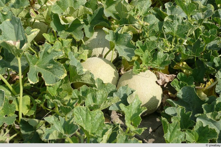 Melonen anbauen im Freiland Arten, Anleitung & Pflege