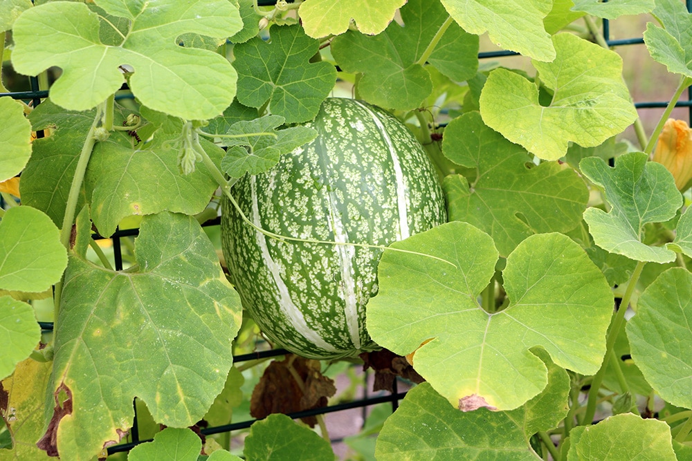 Melonen anbauen im Freiland Arten, Anleitung & Pflege der profi gartner