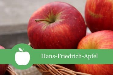 Hans-Friedrich-Apfel