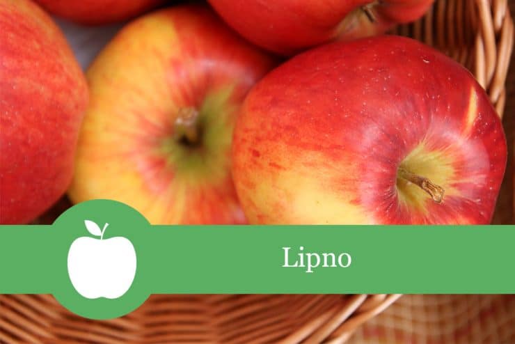 Lipno Apfelsorte