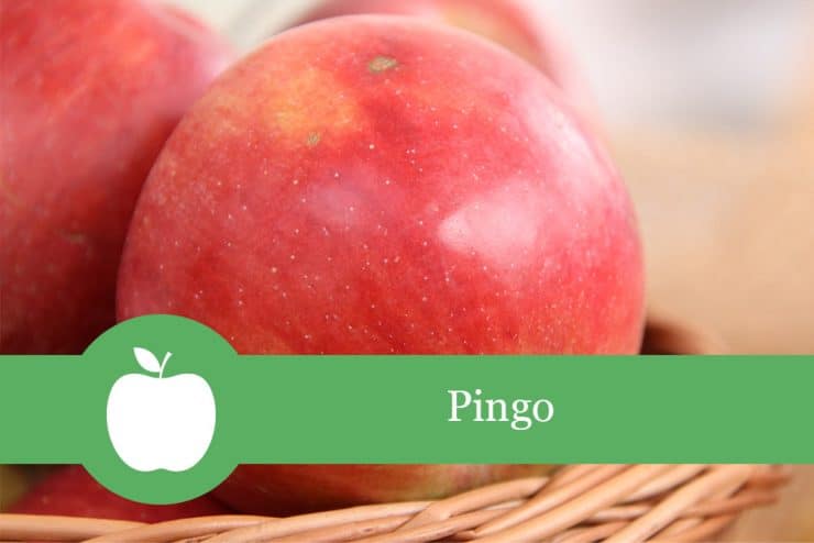 Pingo