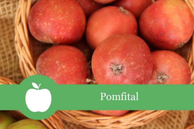 Pomfital