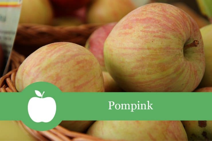 Pompink Apfelsorte