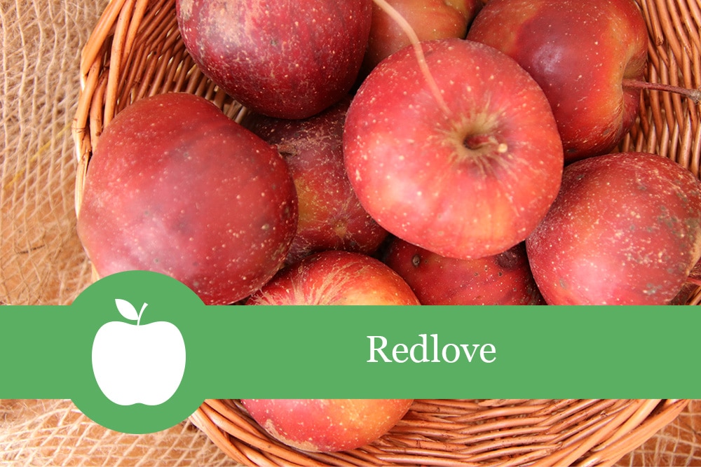 Apfel 'Redlove' Geschmack, Varianten, Farbe Selbstversorger.de