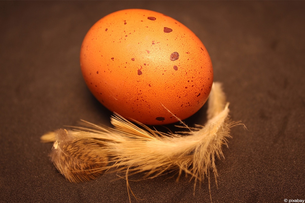 Marans Huhn | Charakter, Legeleistung & Eierfarbe ...