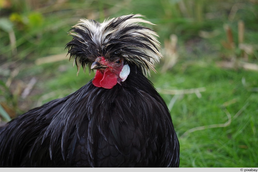 Holländer Haubenhuhn