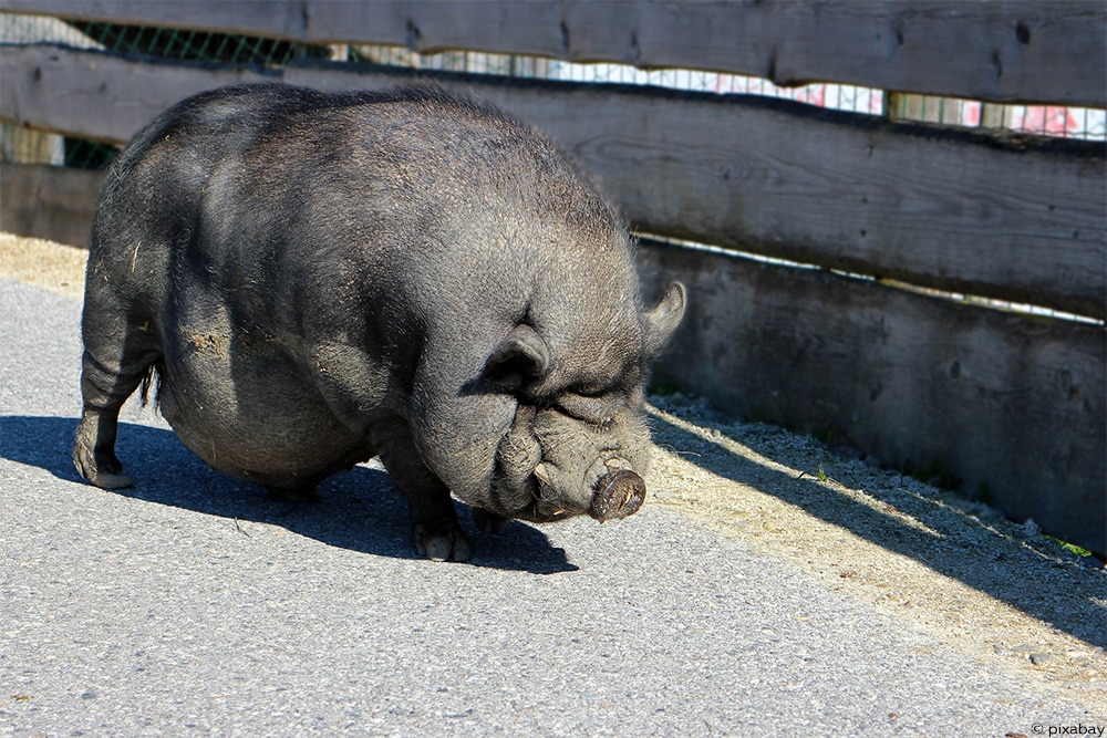 Hängebauchschwein