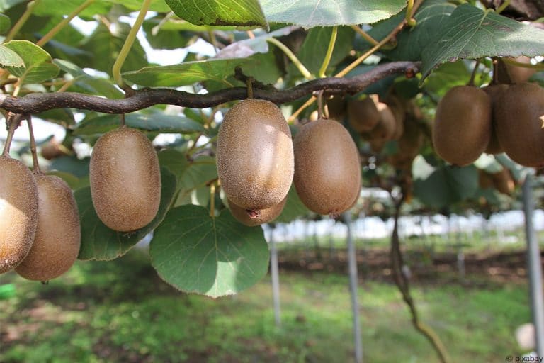 Kiwis im Garten 15 beliebte und robuste Sorten
