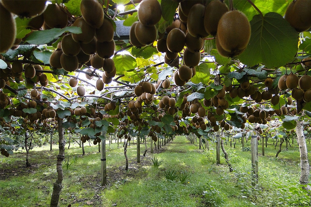 Kiwis ernten Zeitpunkt und Lagerung