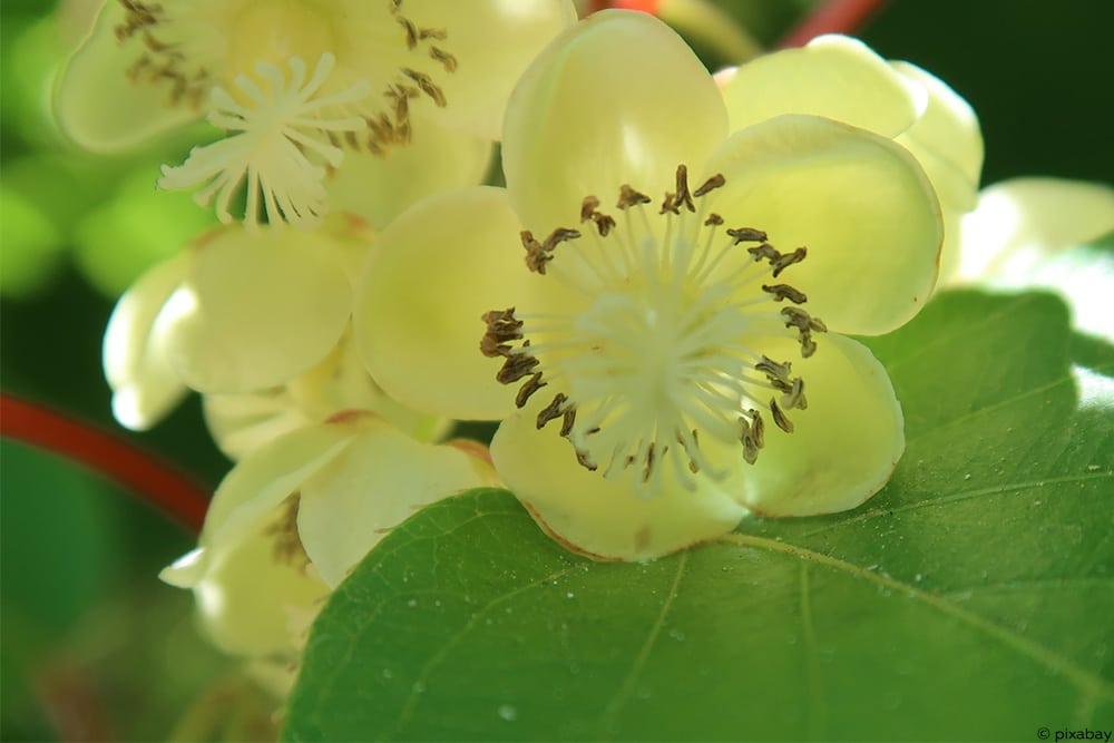 49+ Mini Kiwi Blüte Männlich, Sie trägt selbst keine essbaren